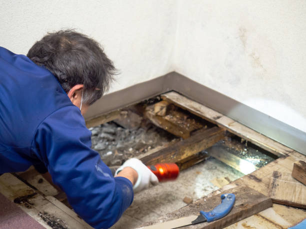 Best Commercial Mold Removal  in Woodcliff Lake, NJ