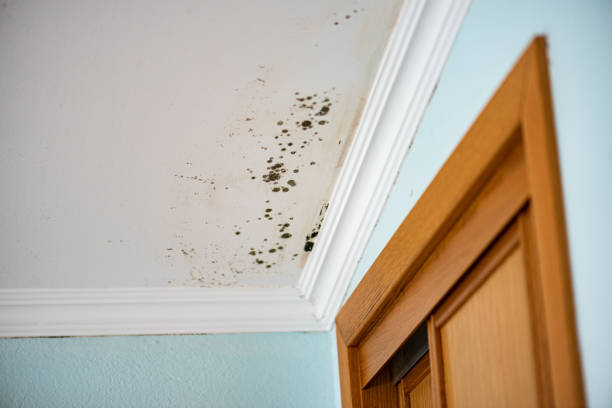 Professional Mold Removal in Woodcliff Lake, NJ