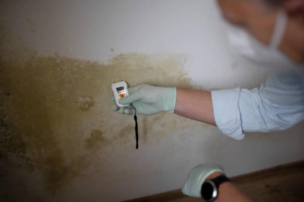 Best Mold Testing  in Woodcliff Lake, NJ
