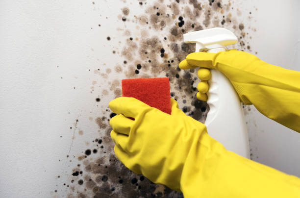 Best Local Mold Removal Service  in Woodcliff Lake, NJ