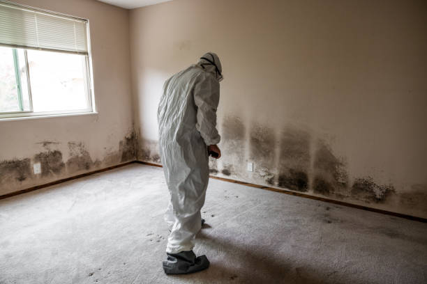 Best Best Mold Removal Companies  in Woodcliff Lake, NJ