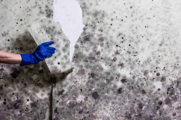 Mold Removal and Inspection in Woodcliff Lake, NJ