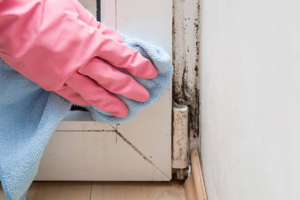  Woodcliff Lake, NJ Mold Removal Pros